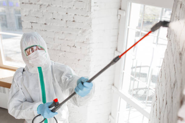 Best Specialized Mold Remediation in West Fork, AR